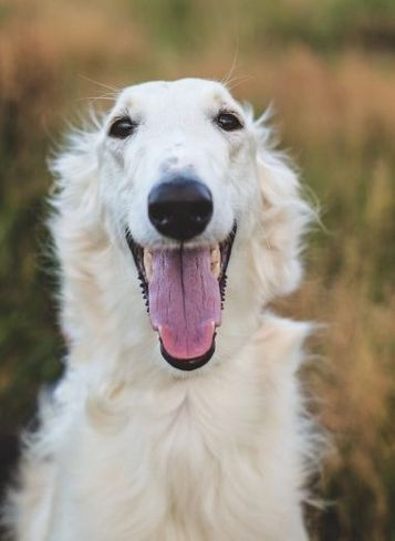 Smiling Borzoi Meme Template
