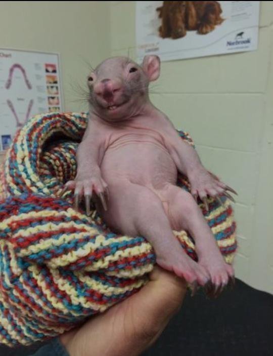 Waldo Wombat Meme Template