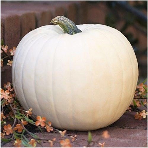 White Pumpkin Meme Template