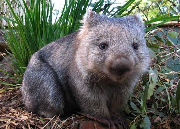 Wombat Meme Template