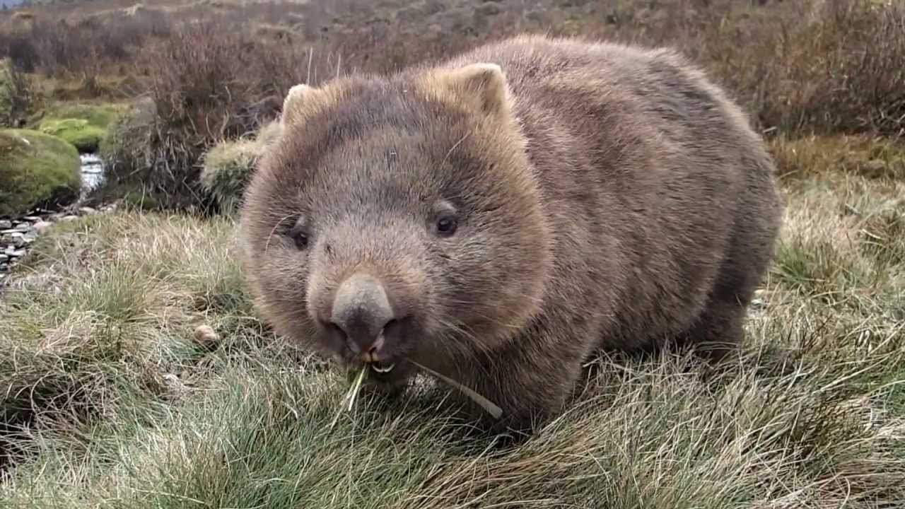 Wombat Template
