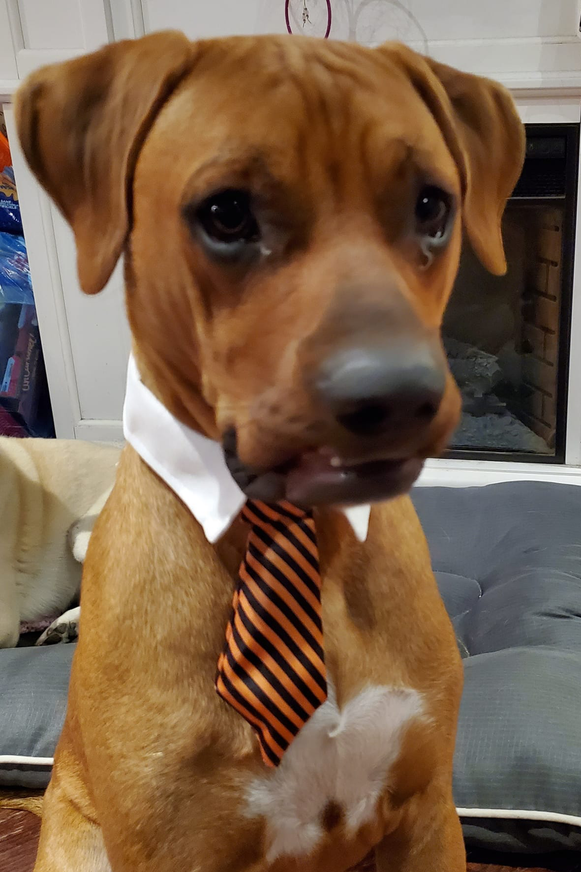 Work Dog Meme Template