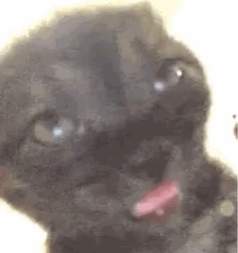 Sleepy Back Cat Meme Template