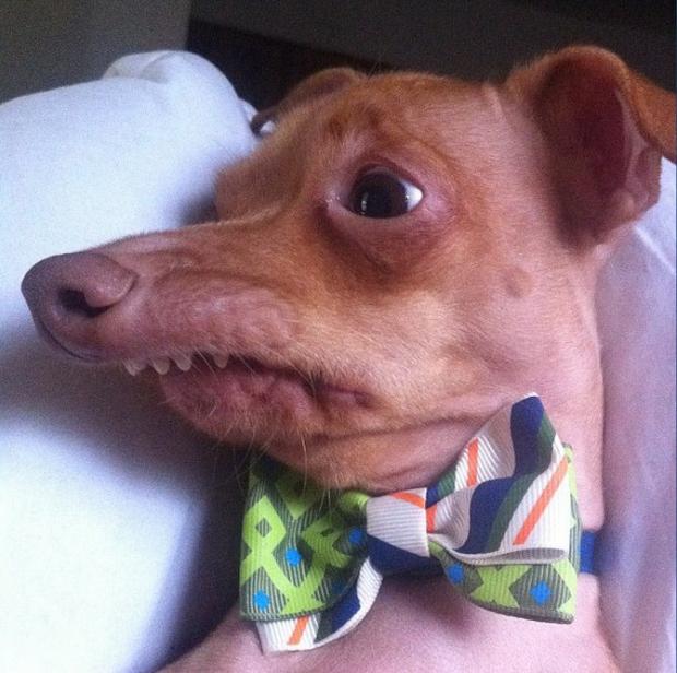 Tuna the dog (Phteven) Template