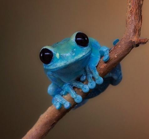 Blue Frog Meme Template