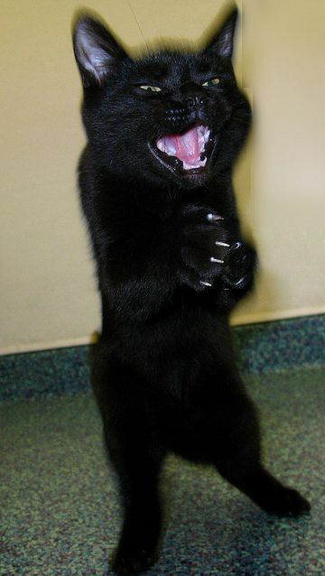 Evil Cat Meme Template
