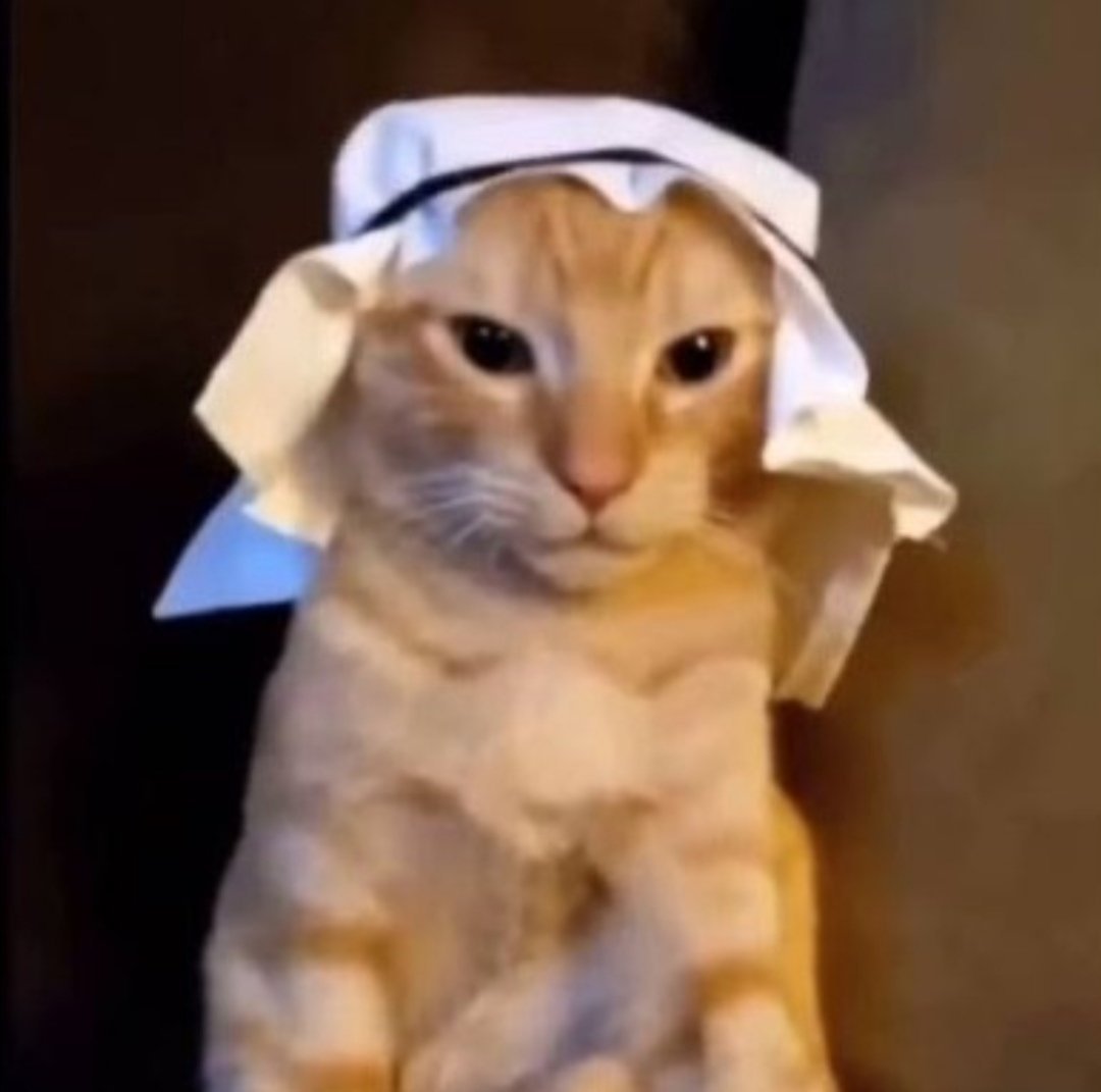 Habibi Cat Meme Template