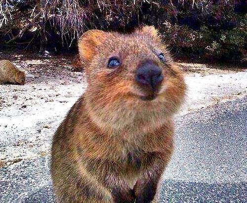 Happy Quokka Meme Template