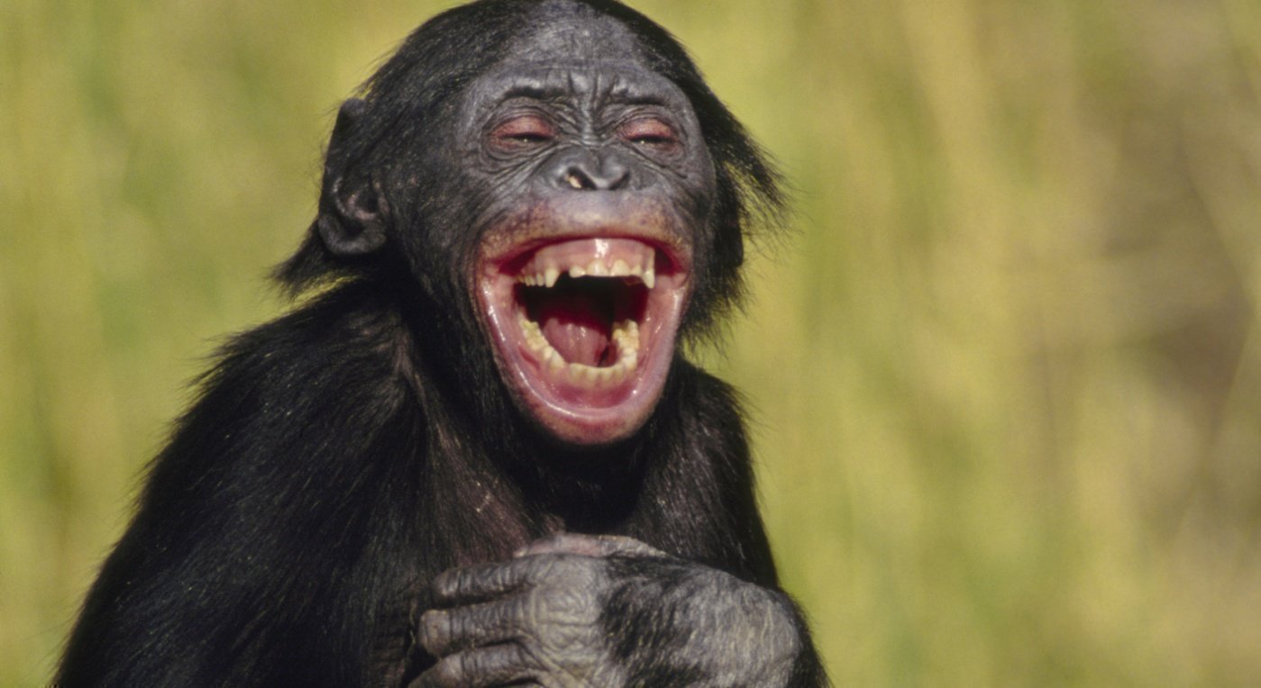 Laughing Monkey Memes Template