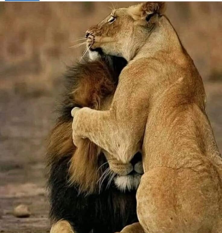 Lion And Lioness Meme Template