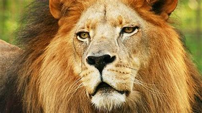 Loin Boi Meme Template