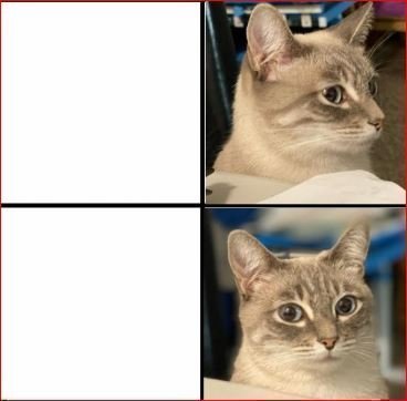 Meme Cat V2  Template