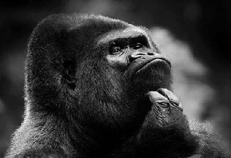 Monkey Thinking Meme Template
