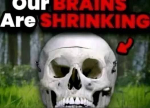 Our Brains Are Shrinking Meme Template