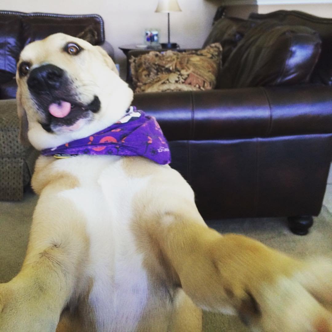 Funny Dog Meme Template
