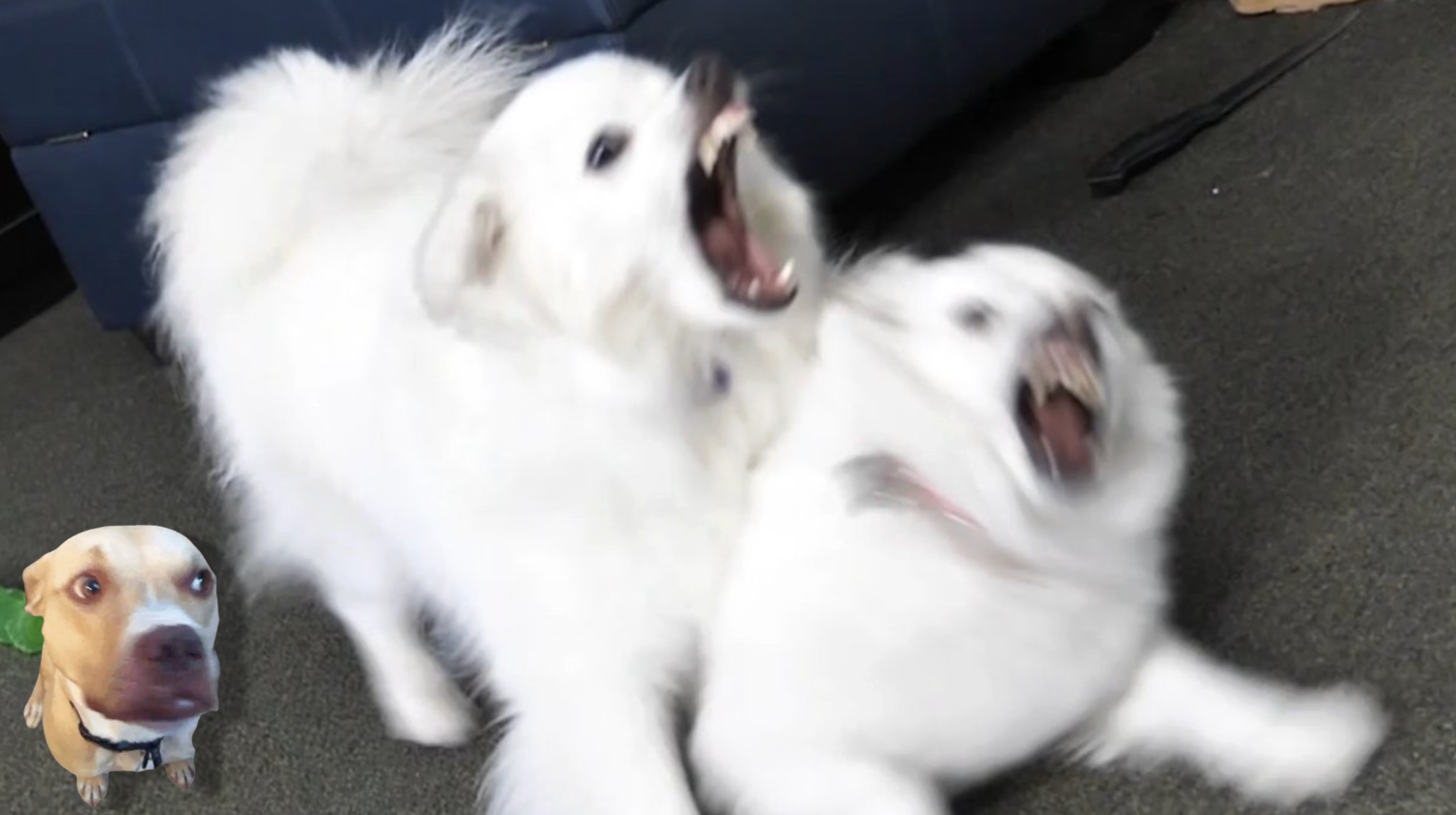 Watching A Fight Meme Template
