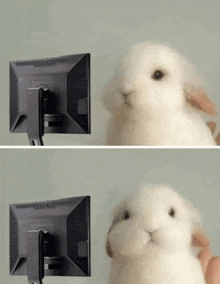 White Rabbit Looking At Computer Meme Template