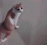 Zingus Meme Template