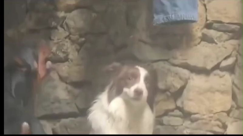 New Dog Meme Template Download