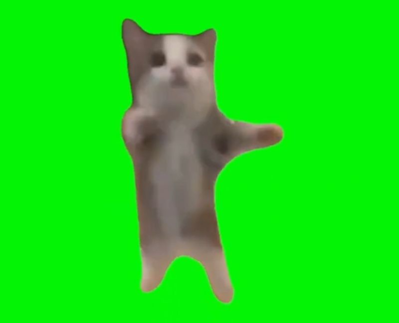 Happy Happy Happy Cat Meme Template Green Screen Memes Download