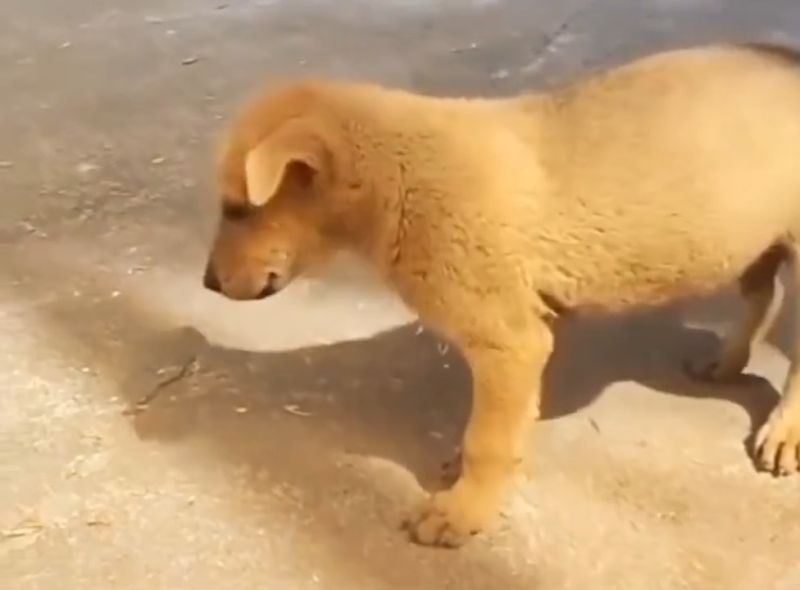 Puppy Meme Download
