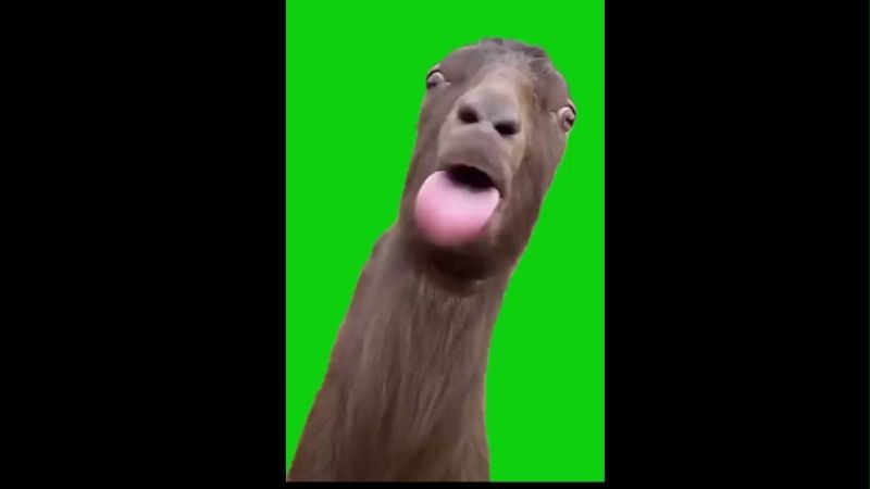 Goat Babbling Blur Blur Blur Green Screen Meme Video Download