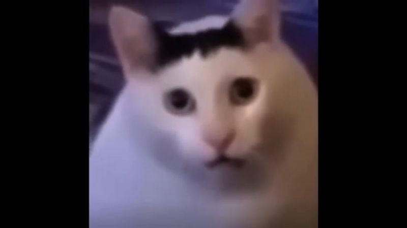Cat Huh Meme Download
