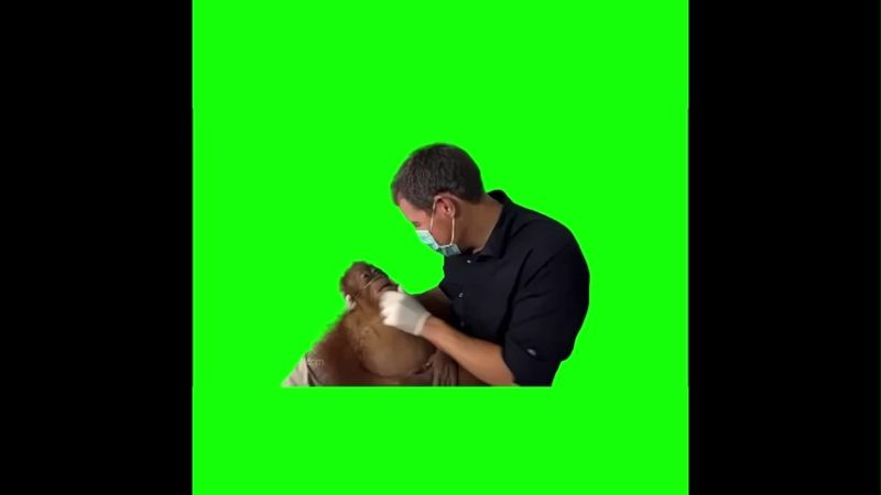 Sick Orangutan Monkey Green screen Meme Video Download