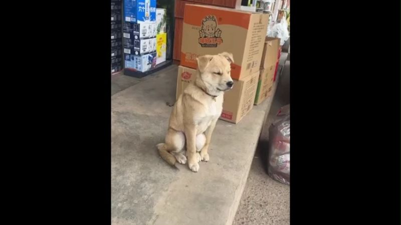 Falling asleep Dog falls over Funny Memes Video Download