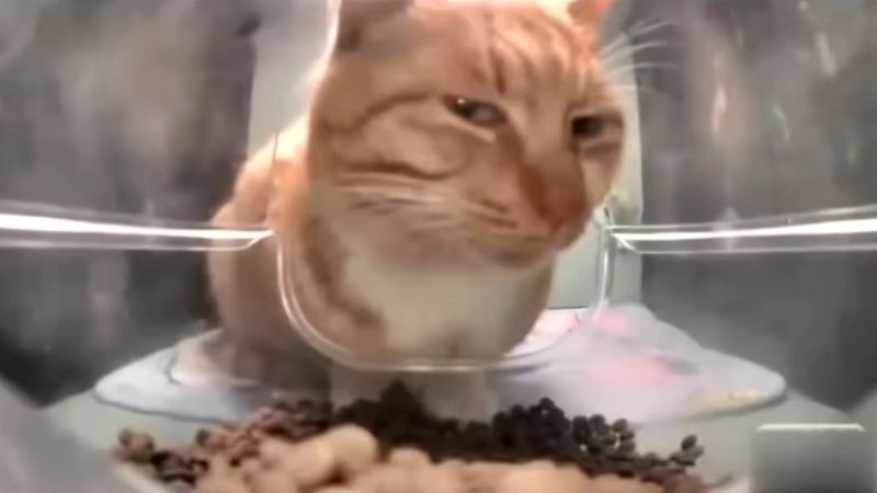 Mr. Fresh Cat Meme Funny Memes Download