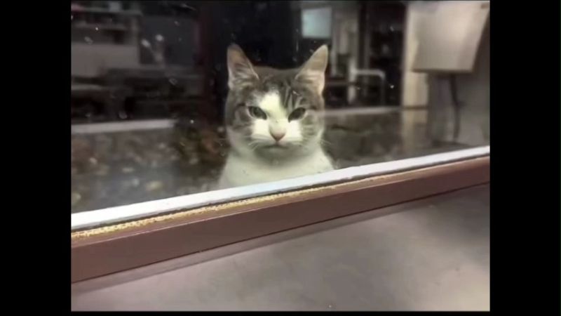 Cat No copyright infringement is intended Memes