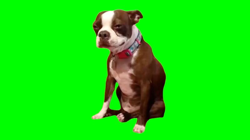 Dog Crying Green Screen Meme Template Download