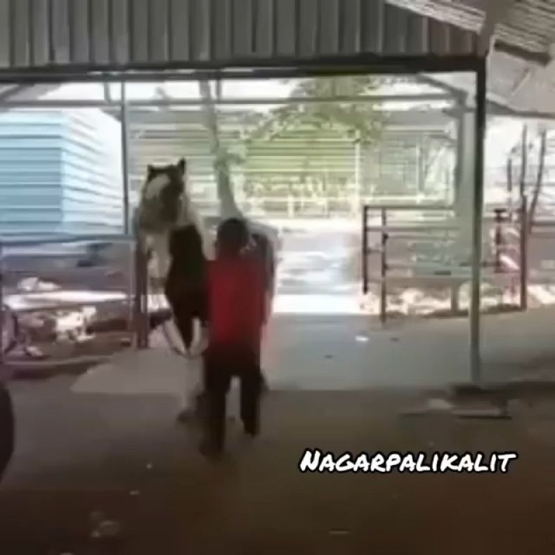 Funny Videos | Comedy Video | Meme Video Download