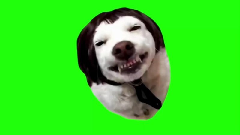 Laughing Dog With Cheesy Smile Green Screen Memes Download