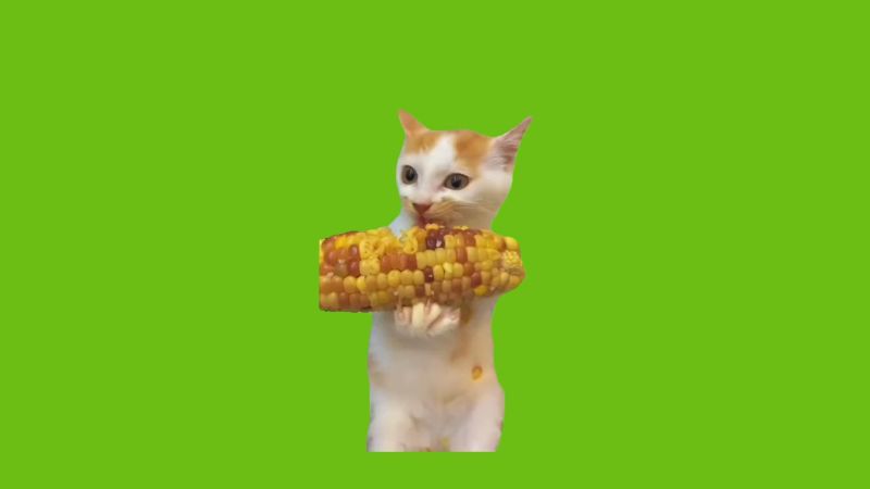  Cat Eating Corn Green Screen Memes