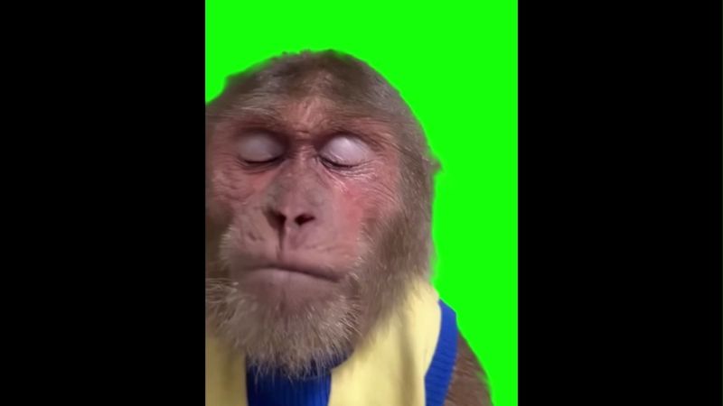 Monkey Crying Green Screen Meme Template Downlod