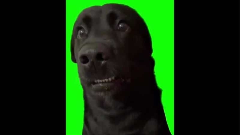 Inki Pinki Pinky Dog Memes