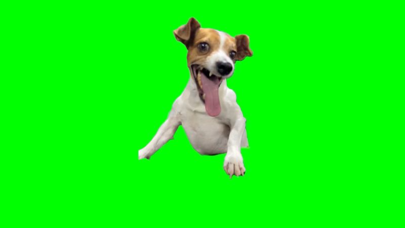 Dog Laughing Meme Download Green Screen