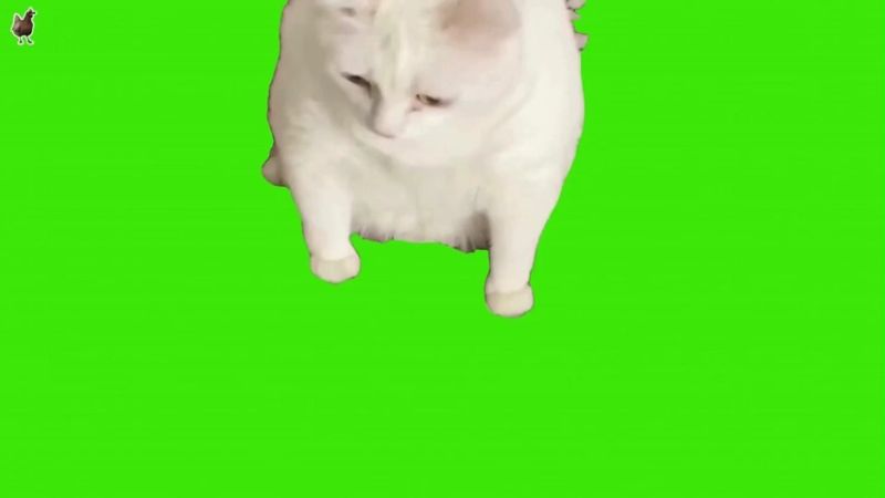 Cat Throwing Up Green Screen Memes Download
