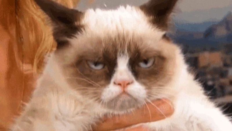 Grumpy Cat Meme Template Download