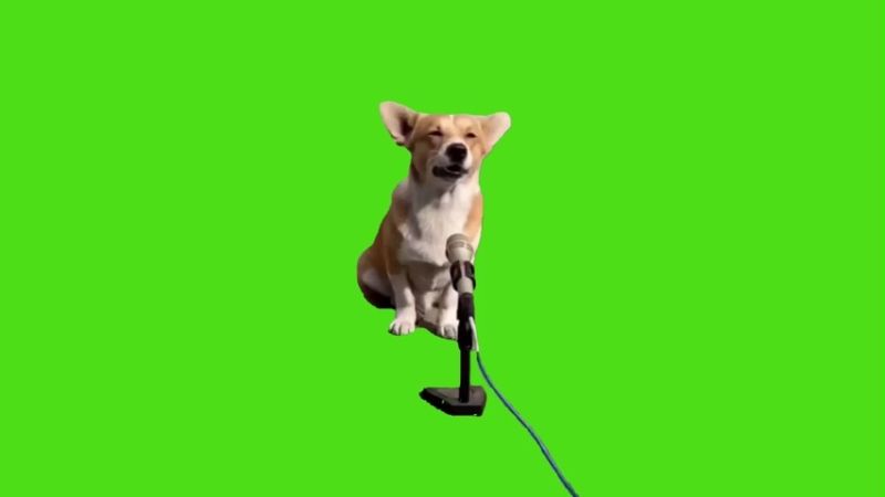 Dog Sing At Microphone Green Screen Memes Download