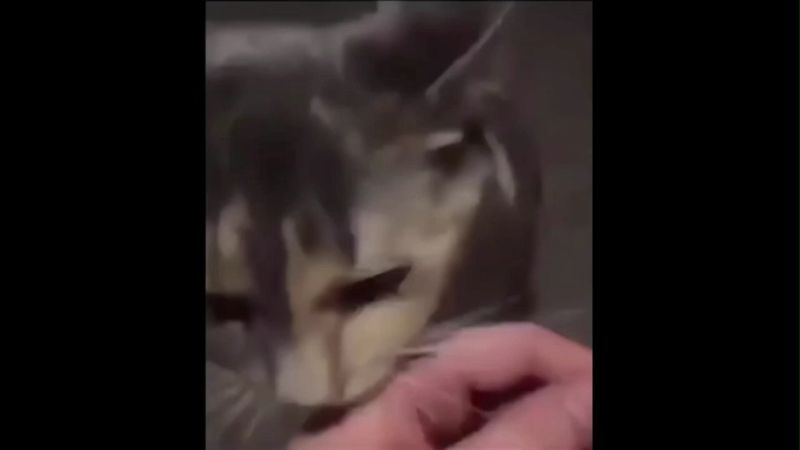 Cat Staring Meme Funny Cat Memes Download