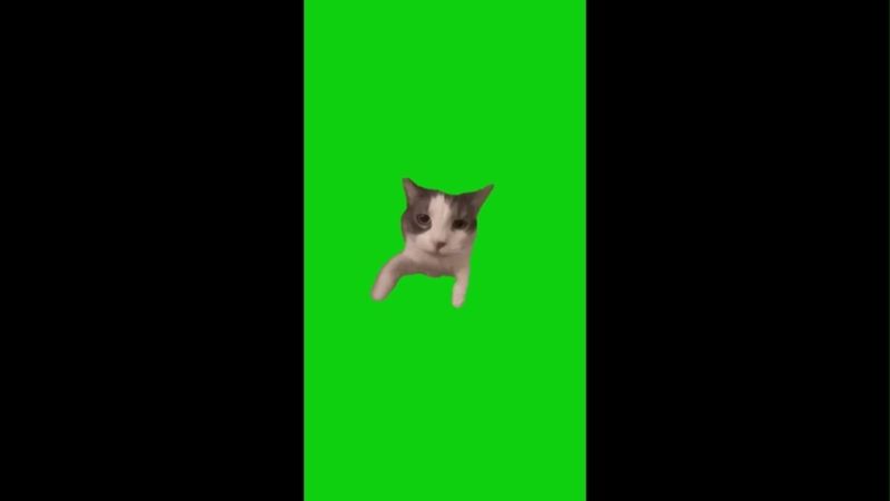 Cat Kissing Camera Green Screen Memes Download