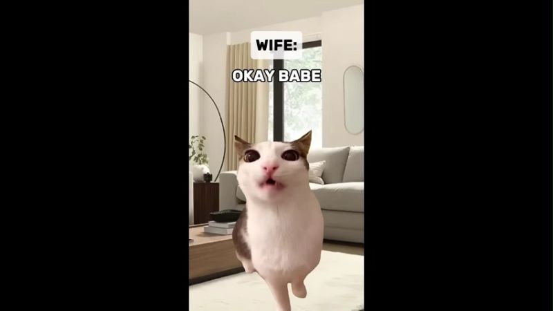 Hilarious Cat Face Swap Funny Memes Video
