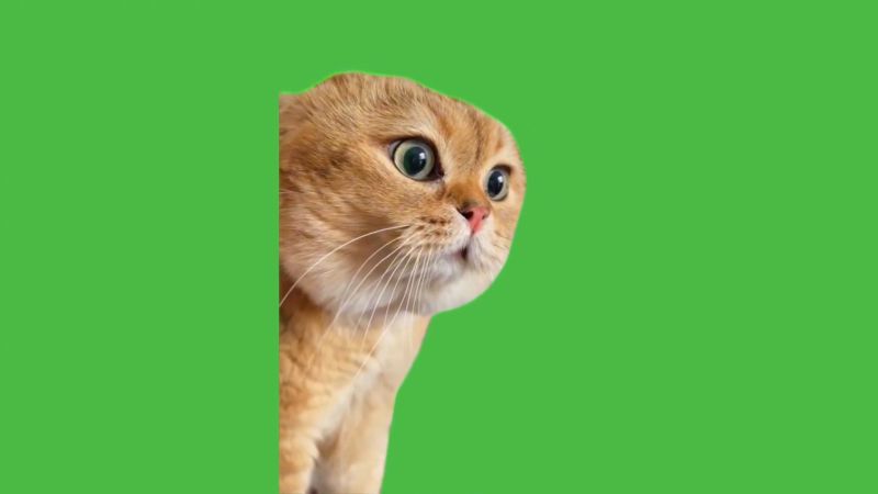 Funny Cat Memes