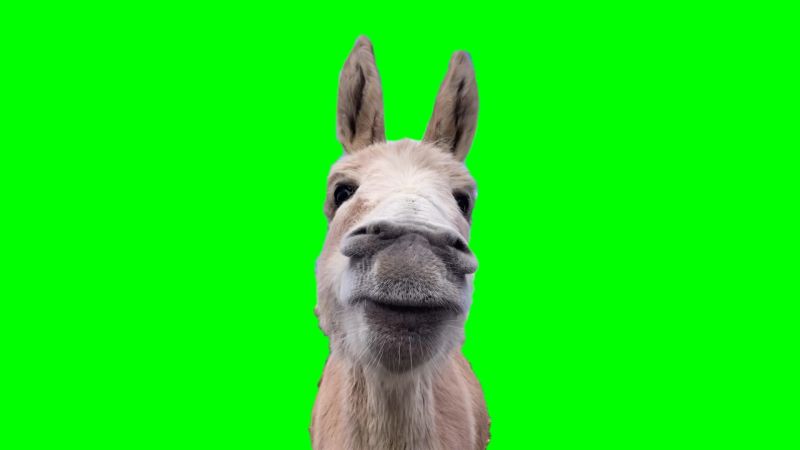 Donkey Eating Green Screen Meme Template Download