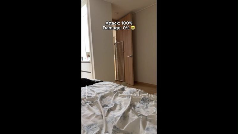 Atteck Cat Funny Memes Video