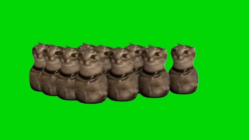  Cat Bowling Green Screen Meme Template Download