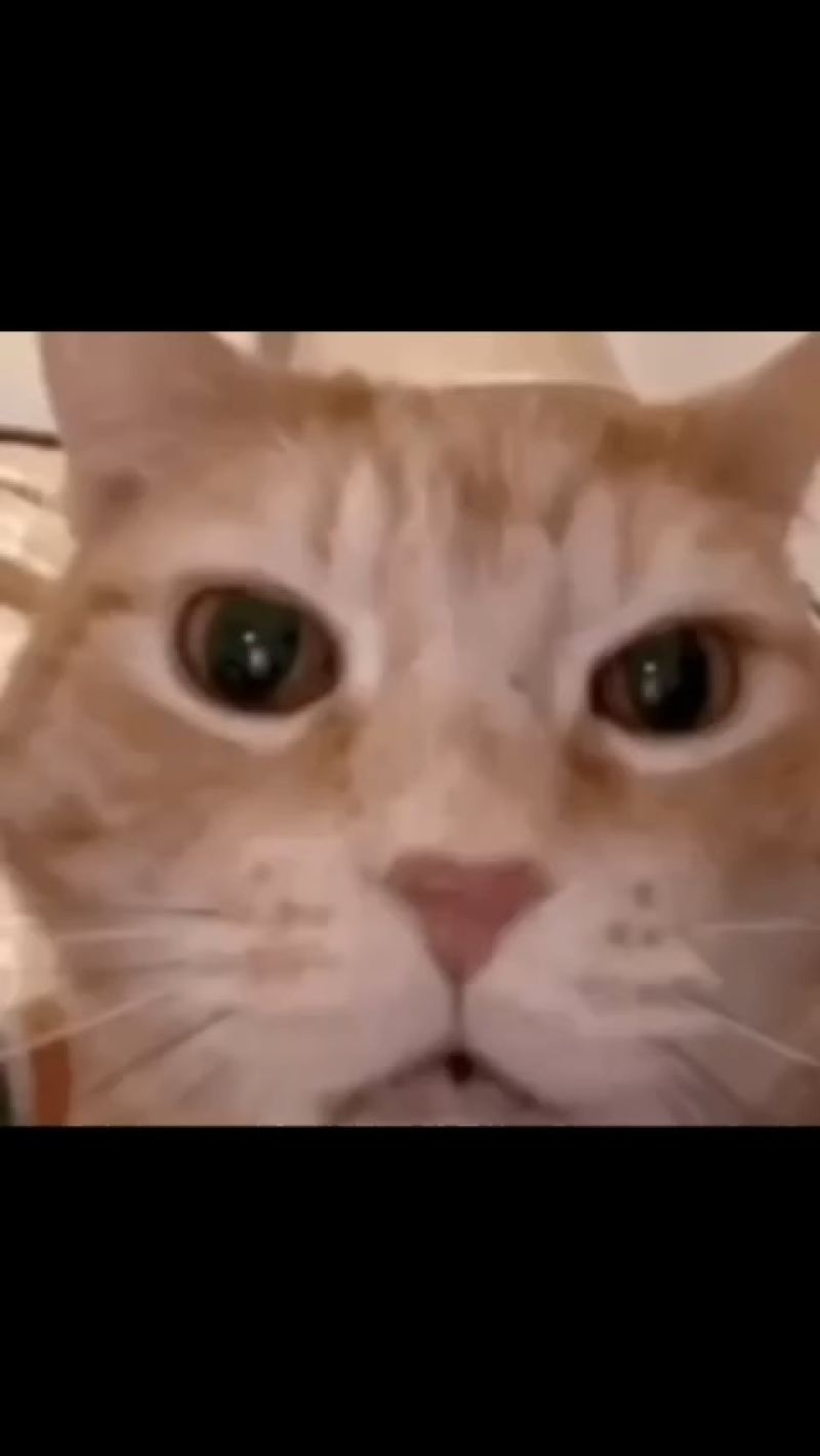 Cat Laughing Meme Download