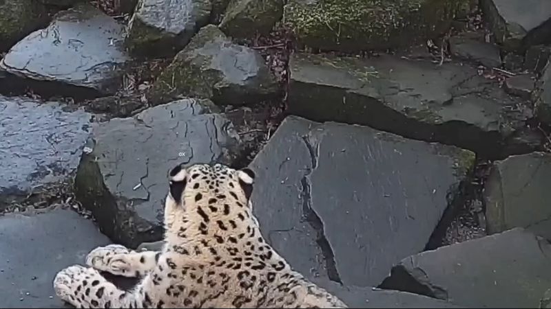 Leopard Suddenly Dancing Meme Template Download